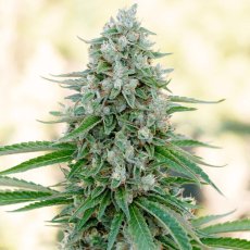 Critical Mango - feminizované semená 5ks, Silent Seeds