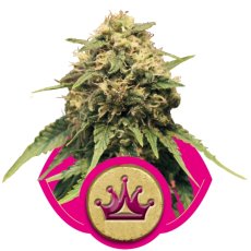 Special Queen n. 1 - feminizovaná semínka 3 ks Royal Queen Seeds