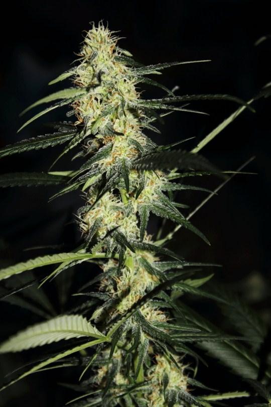 Killer Kush Fast Version - feminizovaná semínka 5ks Sweet Seeds