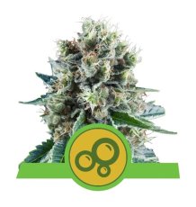 Bubble Kush - autoflowering seeds 10 pcs Royal Queen Seeds