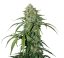 CBD 1:1 Silver Lime Haze samonakvétací semena 3 ks Seedstockers