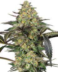 Grapevine Candy - feminisierte Samen, 5 Stück, Sensi Seeds