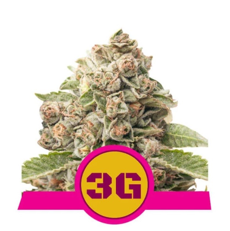 Triple G feminized - feminizovaná semienka 10 ks Royal Queen Seeds