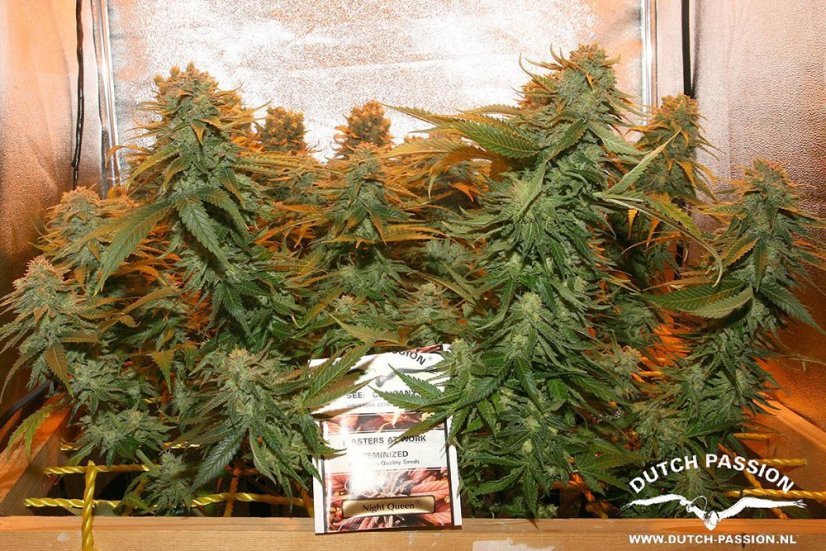 Night Queen  – feminizované semienka 10 ks Dutch Passion