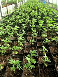 Sour Diesel 2 - feminizovaná semínka 3ks Humboldt