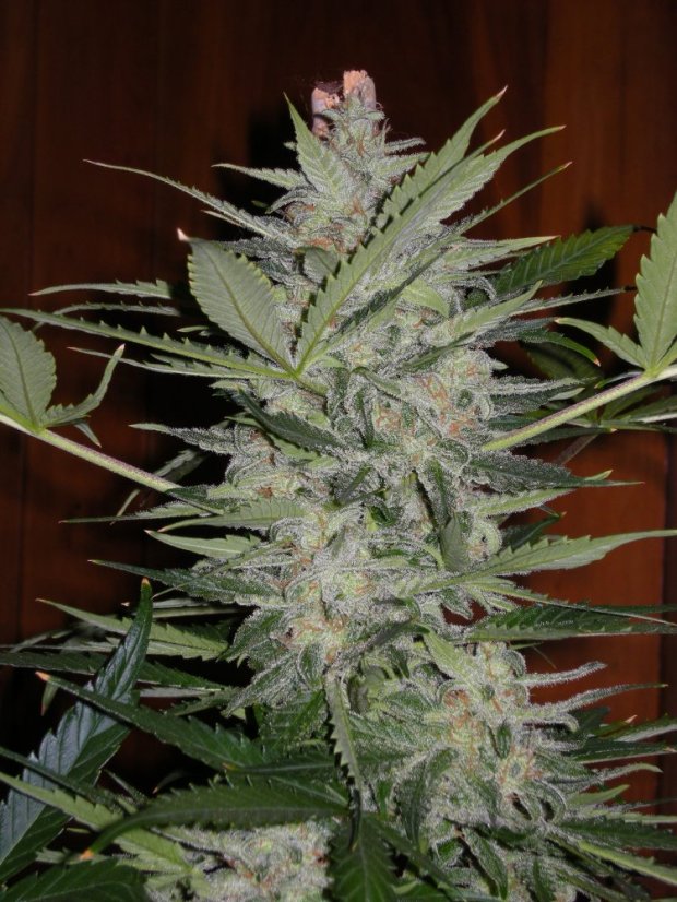 Big Devil XL Auto - feminizovaná a samonakvétací semínka 3ks Sweet Seeds