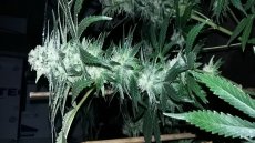 Sweet Cheese – feminizovaná semínka 3 ks Sweet Seeds