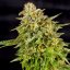 Kush Classic - feminisierte Samen 5 Stück Cannapio