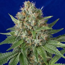 OG Kush - feminizovaná semínka 3ks Humboldt