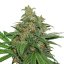 AK420 samonakvétací semena 3 ks Seedstockers