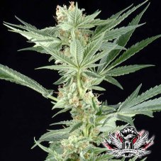 Big Bang - semínka 5 ks (Outdoor), feminizovaná semínka Green House Seeds