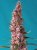 Red Pure CBD Auto - feminizované semienka 5 ks Sweet Seeds
