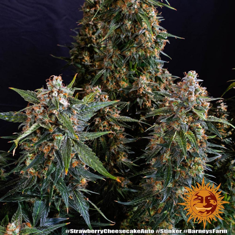 Strawberry Cheesecake Auto - autoflowering semena marihuany 5 ks Barney´s Farm