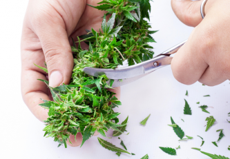 Cannabis schneiden: vor oder nach dem Trocknen?