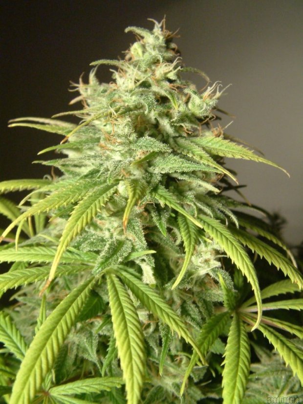 Amnesia Lemon – feminizovaná semínka 10 ks Barney´s Farm