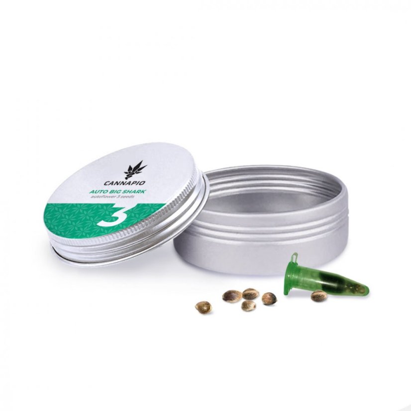 Auto Big Shark - 3pcs Cannapio autoflowering seeds