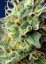 Green Poison CBD - feminized hemp seeds 5 pcs Sweet Seeds