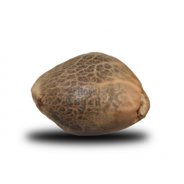 Royal Bluematic - samokvitnúce semienka 5ks Royal Queen seeds