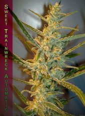 Sweet Trainwreck Auto - feminizované a autoflowering semienka 5ks Sweet Seeds