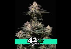 Purple Lemonade FF - feminizowane nasiona marihuany 3 szt Fast Buds