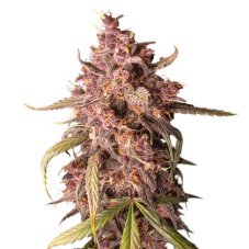 Purple Punch self-flowering seeds 5 pcs Seedstockers