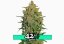 Lemon AK Auto - samonakvétacie semená marihuany 3 ks Fast Buds