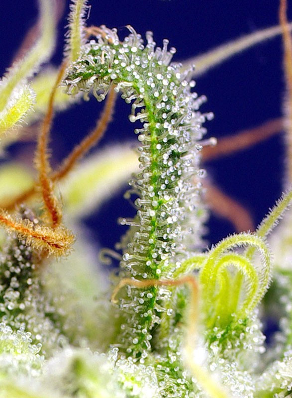 Green Poison CBD - semințe de marijuana feminizate 3 buc Sweet Seeds