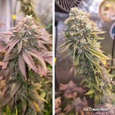 Ice Cream Haze Feminisierte Samen - 5