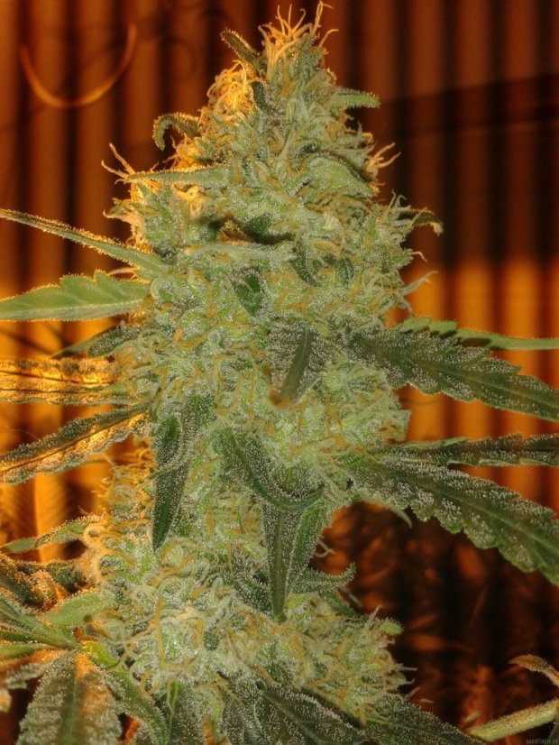 Green Poison – feminizovaná semínka 5ks Sweet Seeds