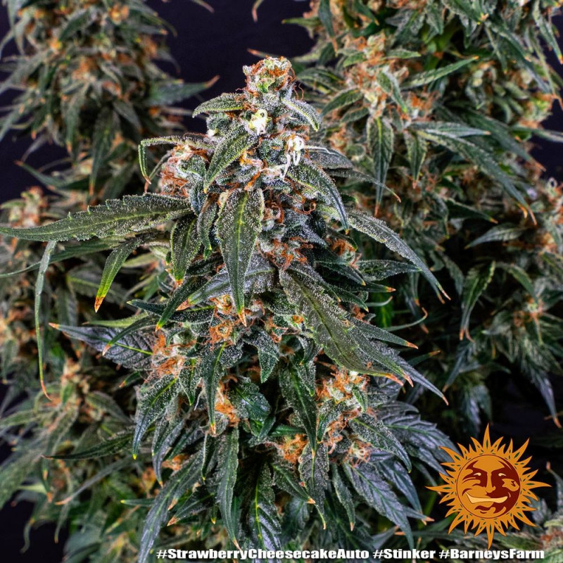 Strawberry Cheesecake Auto - autoflowering semena marihuany 5 ks Barney´s Farm