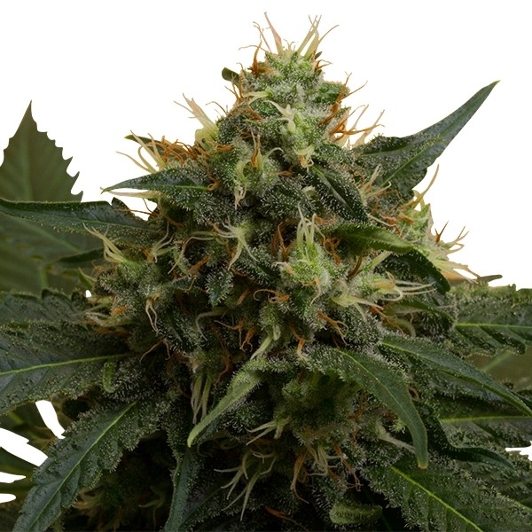 Ice - feminizovaná semínka 3 ks Royal Queen Seeds