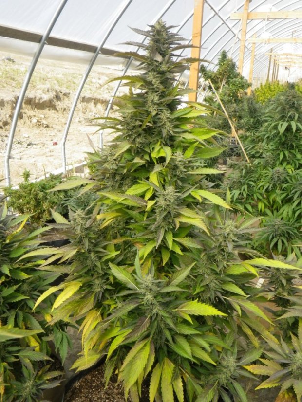 Chemdawg - feminizovaná semienka 5ks Humboldt