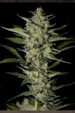 Flowerbomb Kush - 10 Graines Féminisées Premium Strain Hunters