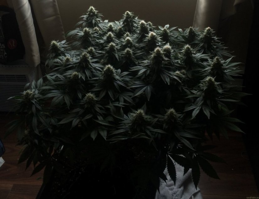 8 Ball Kush – feminizované semienka 10 ks Barney Farms