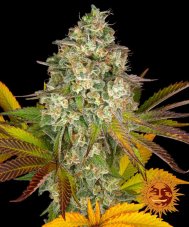 OG Kush Auto - autoflowering zaden, 3 stuks, Barneys Farm