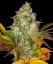 OG Kush Auto - samonakvétacie semená, 10 ks, Barneys Farm
