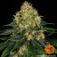 Skywalker OG Auto - autoflowering semena marihuany 5 ks Barney´s Farm