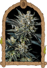 Jelly Bananen Auto - feminized autoflowering seeds, 5 pcs, Exotic Seed