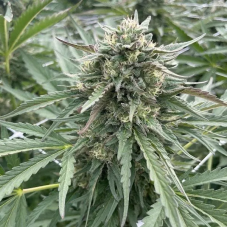 Big Mike's Genetics London Cake Runtz feminizované semená, 3 ks