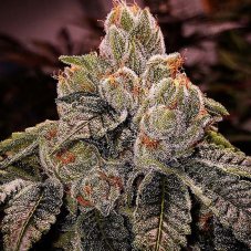 Ethos Genetics OGDLUX Bx3 regulérní semena