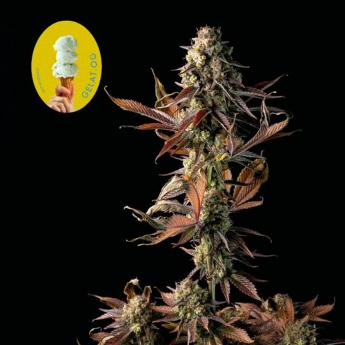 Gelat.OG - feminized cannabis seeds 5 pcs, Seedsman