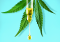 CBD Usage: Can You Build a Tolerance to CBD?