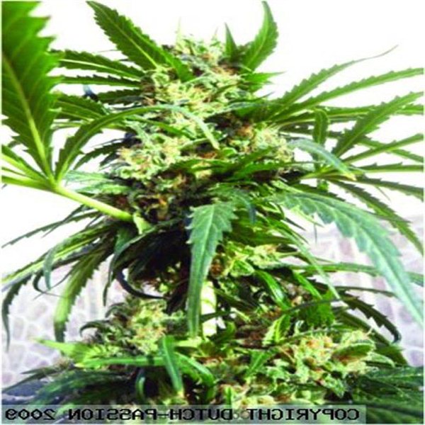 PolarLight  3®- autoflowering semienka 7ks Dutch Passion