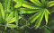 CBD vs. CBN: A New Trend in 2021