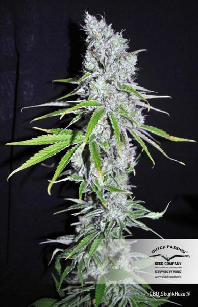 CBD Skunk Haze®- feminizované semínka 5 ks Dutch Passion