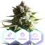 Auto Gelato Cookies - autoflowering semená 3 ks Cannapio