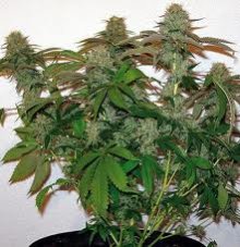 8 Ball Kush – feminizované semienka 10 ks Barney Farms