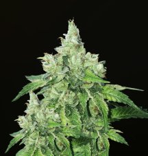 T.H. Seeds Citron Givré feminized seeds