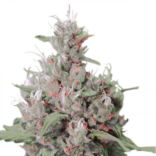 Royal Creamatic - feminized And autoflowering seeds 5 pcs Royal Queen Seeds