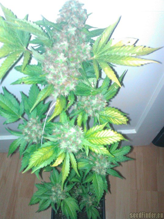 Haze Berry - feminizovaná semena 10 ks Royal Queen Seeds